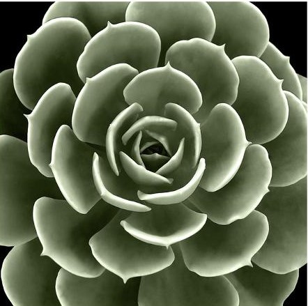 mia jensen green succulent iv u l f8vflh0 1